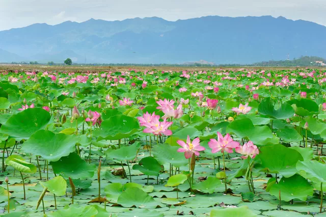 ハノイの蓮の花シーズン｜西湖で楽しむベトナムの夏の絶景・ハノイ市内観光オススメツアー・日本語ガイド付き